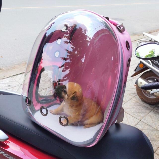 size TO-BALO PHI HÀNH GIA TRONG SUỐT SIÊU ĐẸP!!
