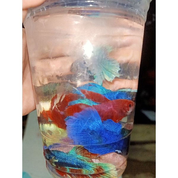 BETTA ĐUÔI XÒE Loạn Màu SIÊU ĐẸP 1con trống tặng thức ăn