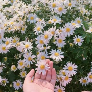 Hạt giống hoa cúc họa mi Thái Lan