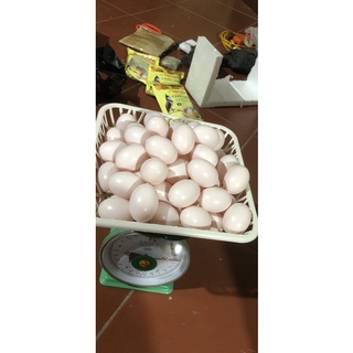 Trứng bồ câu giả loại màu hồng