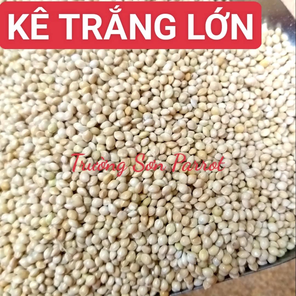 Hạt kê trắng to cho vẹt, yến phụng, 7 màu, chim cảnh, gà, sóc, hamster.....gói 0,5kg/1kg