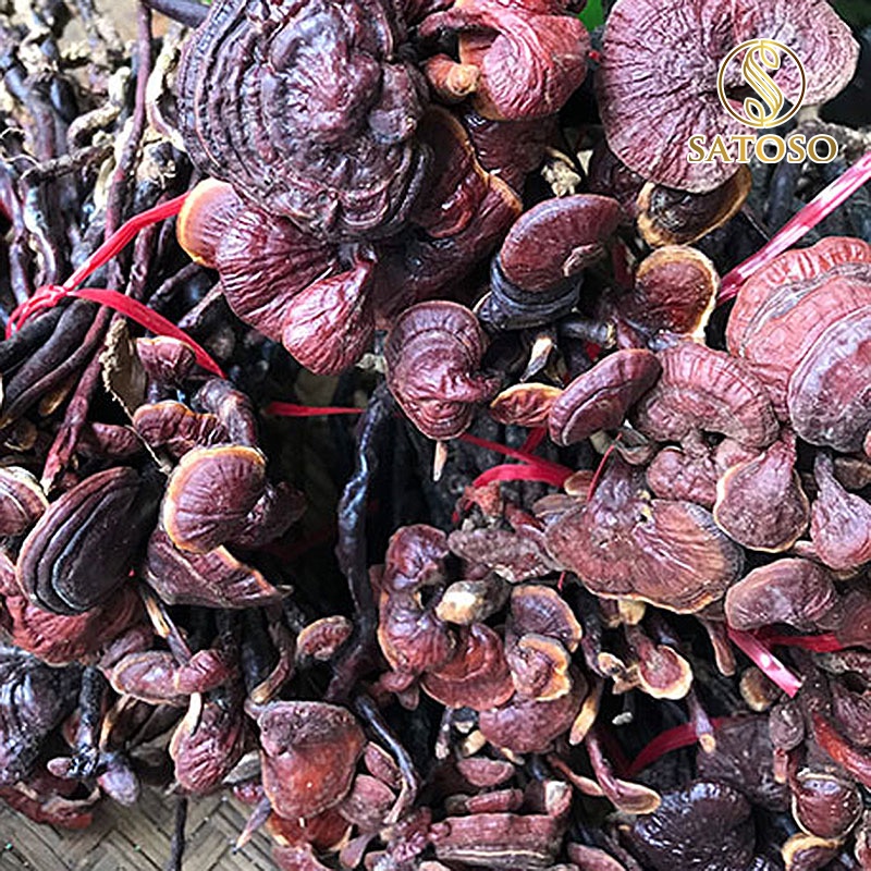 Nấm linh chi rừng khô thượng hạng satoso 1kg SA96