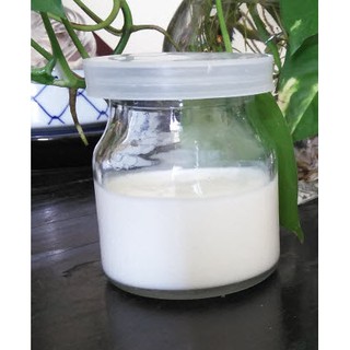 Nấm sữa chua Kefir