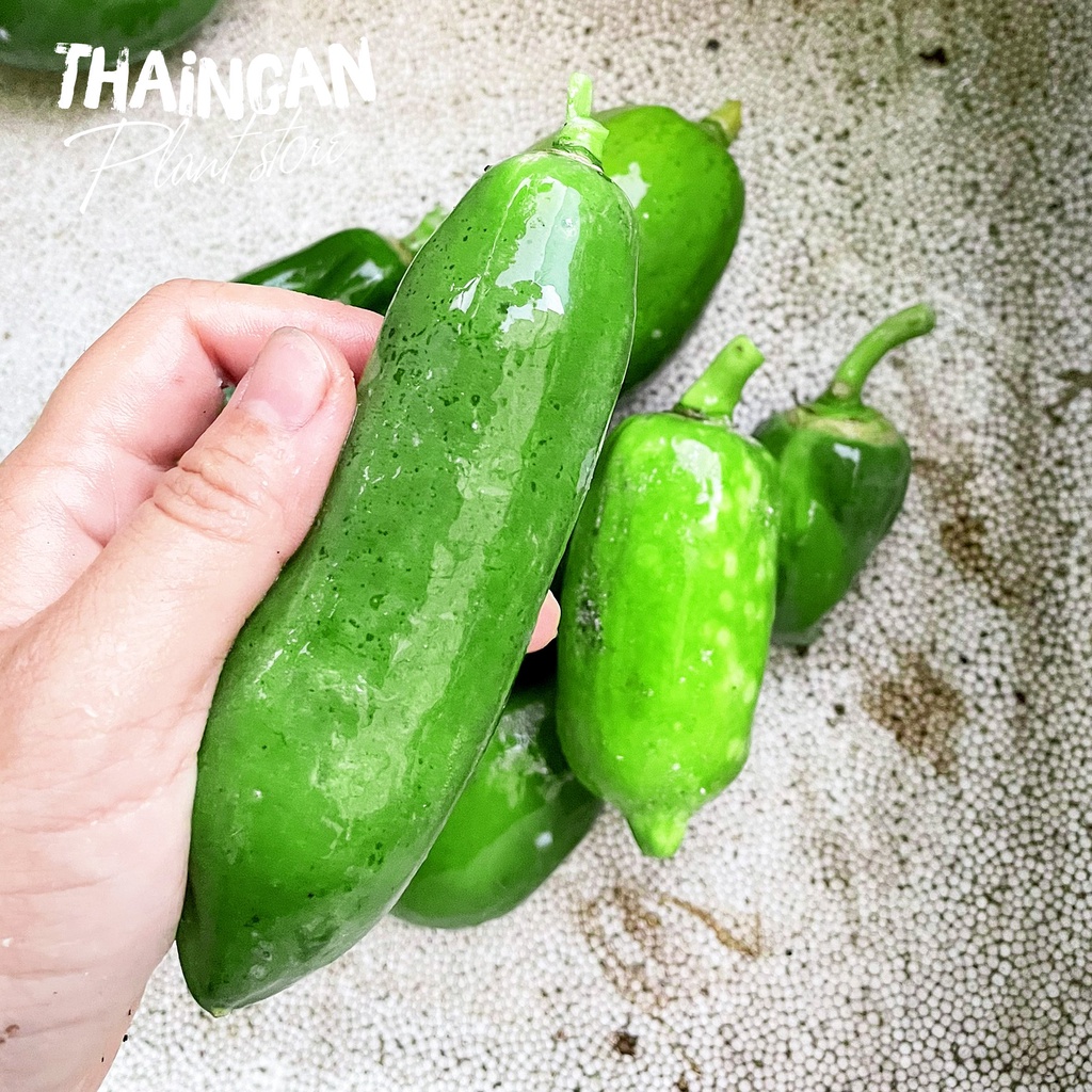 Đu Đủ Non Chảy Nhựa & Lá Đu Đủ Tươi - Vườn Ươm Thái Ngân