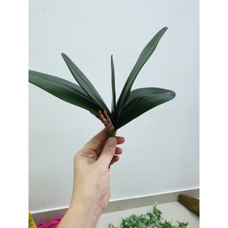 1 cụm lá lan hồ điệp