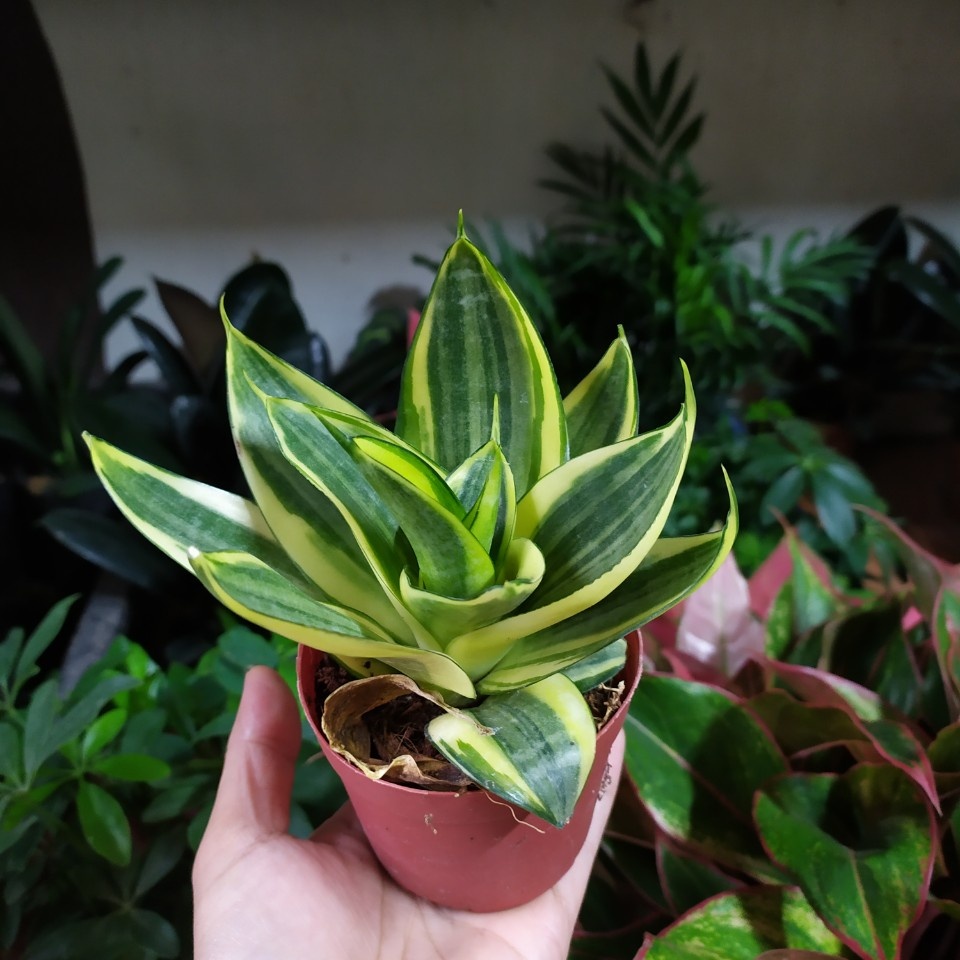 Cây lưỡi hổ thái viền vàng