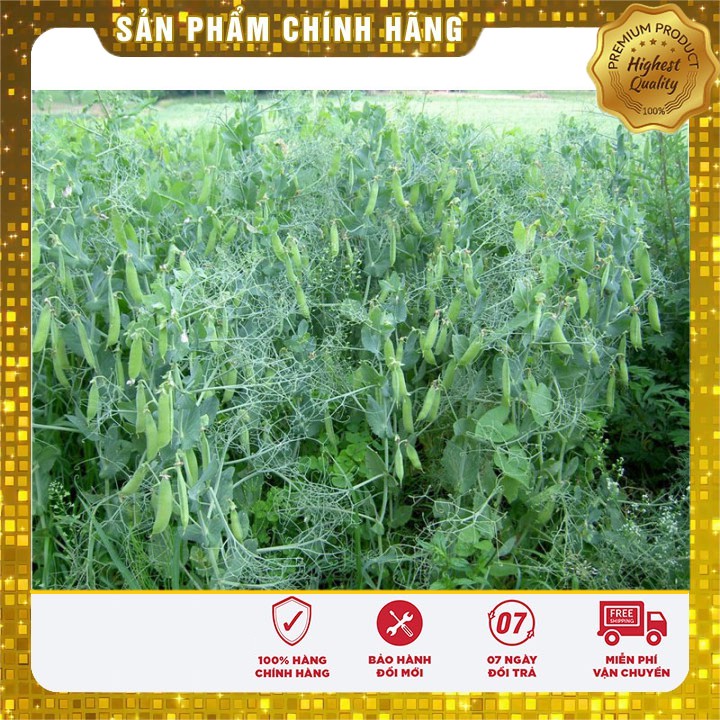 Hạt giống Đậu Hà Lan dễ trồng năng suất( 50gr)