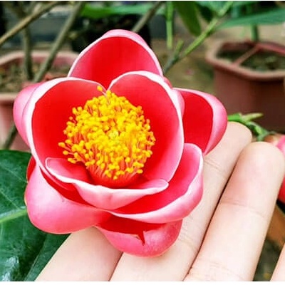 Shop 1K - Hạt Giống Hoa Thu Hải Đường kép Mix 5 Hạt