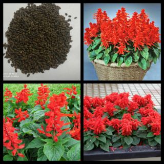 Gói 100 hạt giống xác pháo đỏ f1