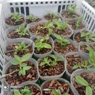 lan phi điệp đột biến (5ct) kiều chi 3