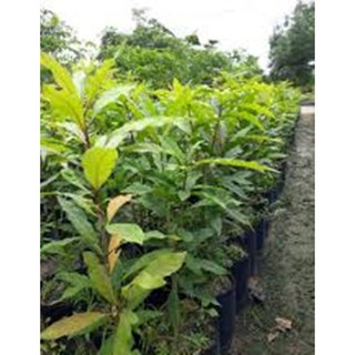 Cây Lộc vừng, chiều cao 80cm (FreeShip)