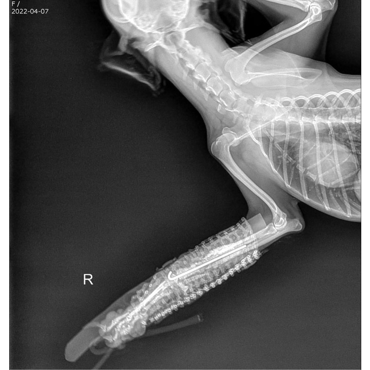 BĂNG BÓ BỘT DÀNH CHO CHÓ MÈO