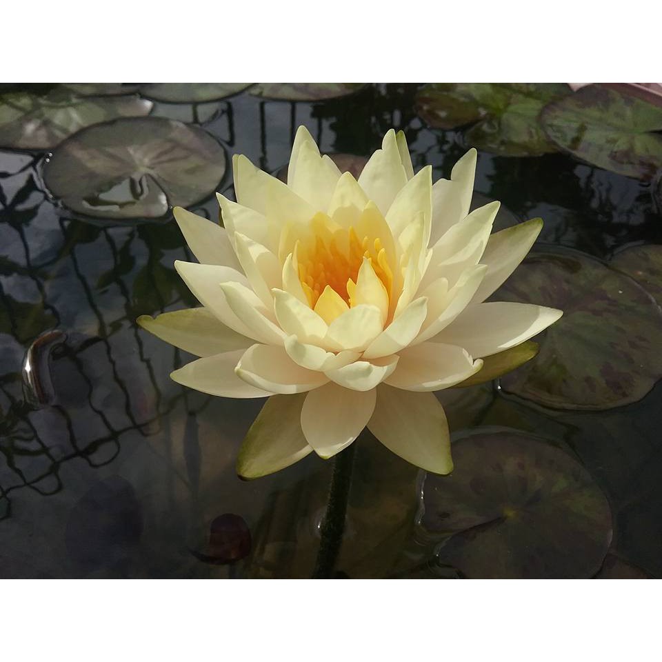 Cây hoa súng Thái Lan màu vàng trắng Đ-03
