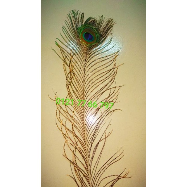 09 Lông công tự nhiên. Độ dài 0.8~0.9m. Trang trí nhà cửa, phong thủy | BigBuy360 - bigbuy360.vn