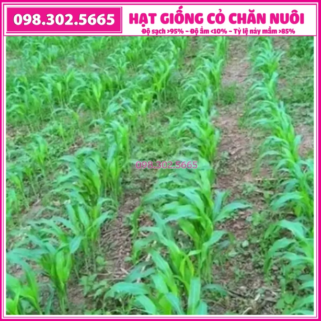 Hạt giống cỏ chăn nuôi Sudan lai 100g