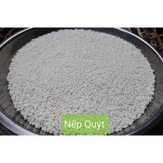 Nếp quýt trồng tự nhiên tại Đạ Tẻh