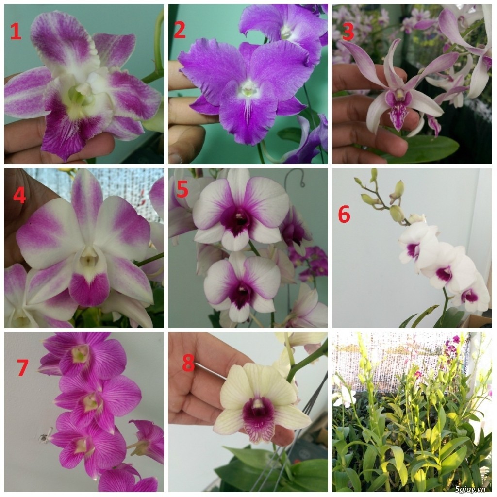 Hoa lan DENRO THAI LAN YAYA mini chậu size nhỏ hoa quanh năm, hàng nhập THÁI LAN -SIÊU ĐẸP