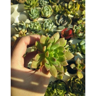 Sen đá vỉ size 4-5cm