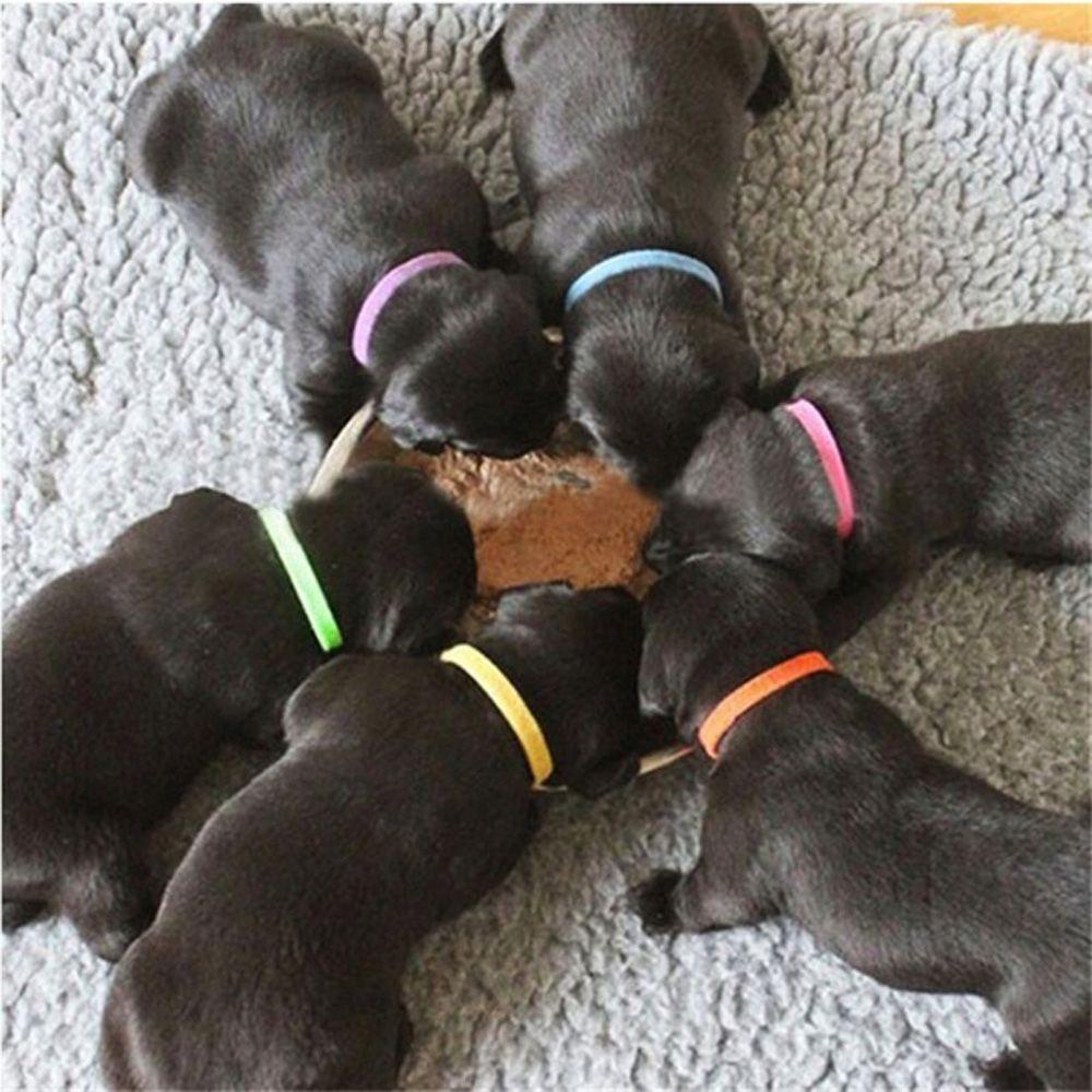 Set 1 / 15 Vòng Cổ Nylon Nhung Nhiều Màu Sắc Dùng Để Nhận Dạng ID Cho Thú Cưng