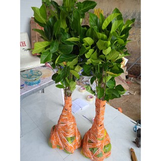 Cây mít ruột đỏ cây to