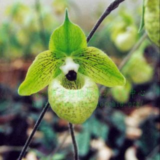 Hoa phong lan hài giáp bóc rừng 2 cây