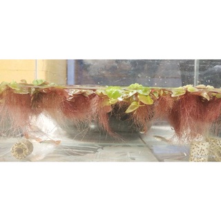 Bèo rễ đỏ siêu lọc nước thủy sinh tạo cảm giác rừng hoang sơ