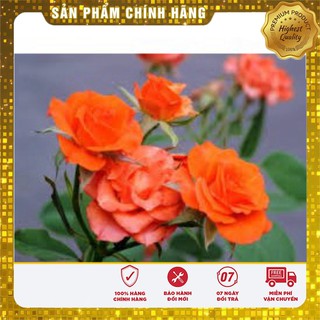 Hạt Giống Hoa Hông Tỉ Muội(20 hạt)