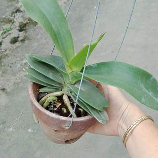 Ngọc điểm/đai châu lá mít