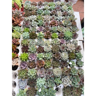 Sen đá vỉ size 4-5cm