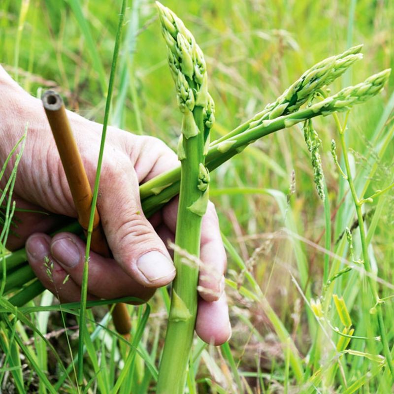 Hạt giống Măng tây California 10h SHOP MỚI KHYẾN MẠI GIÁNG SINH