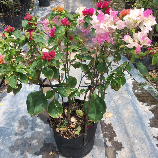 Cây giấy 3 màu rực rỡ