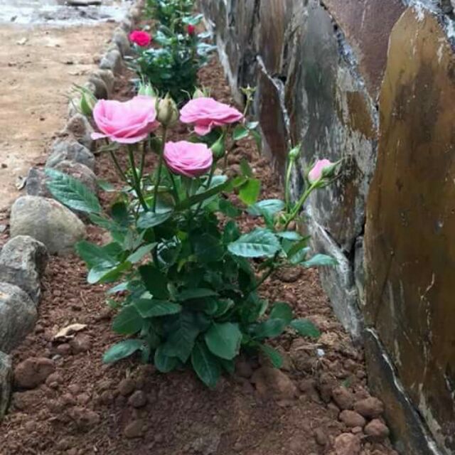 Com bô hạt giống sen mini và dd thủy canh