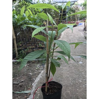 Cây Giống Hồng Xiêm Ruột Đỏ Khổng Lồ Thái Lan