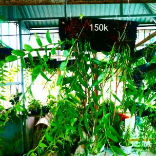 Lan Hạc Vỹ THiên Cung