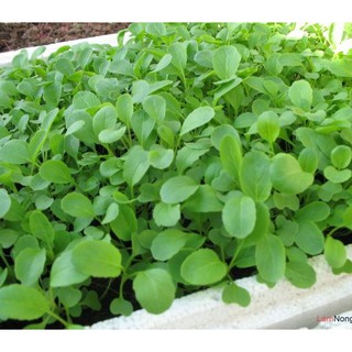 HẠT GIỐNG CẢI XANH ĂN NON