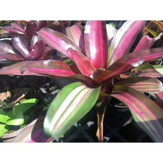 Dứa màu Neoregelia zeo (Bromeliad Neoregelia Zoe)