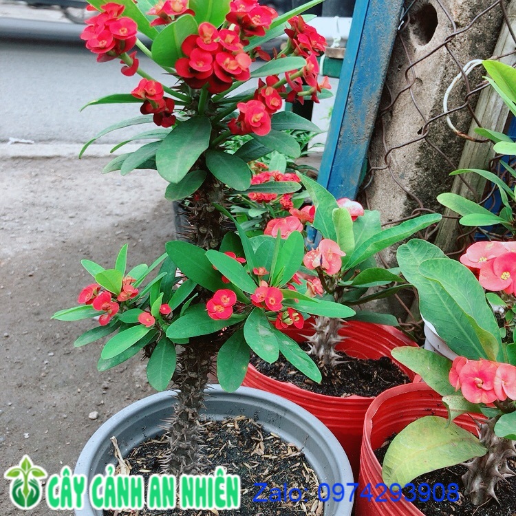 Xương Rồng Bát Tiên Lớn