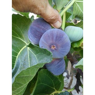 Cây giống sung mỹ, cây nhập khẩu, ra quả sau 8 tháng trồng