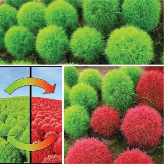 HẠT GIỐNG CỎ ĐỔI MÀU ( KOCHIA) 100 HẠT