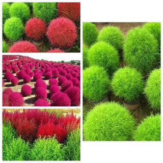 50 Hạt Giống Cỏ Đổi Màu Nhật Bản [CHẤT LƯỢNG]