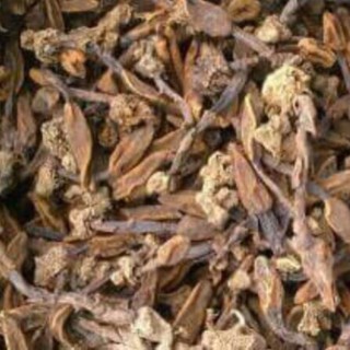 Ngọc toả dương ( nấm ngọc cẩu khô)