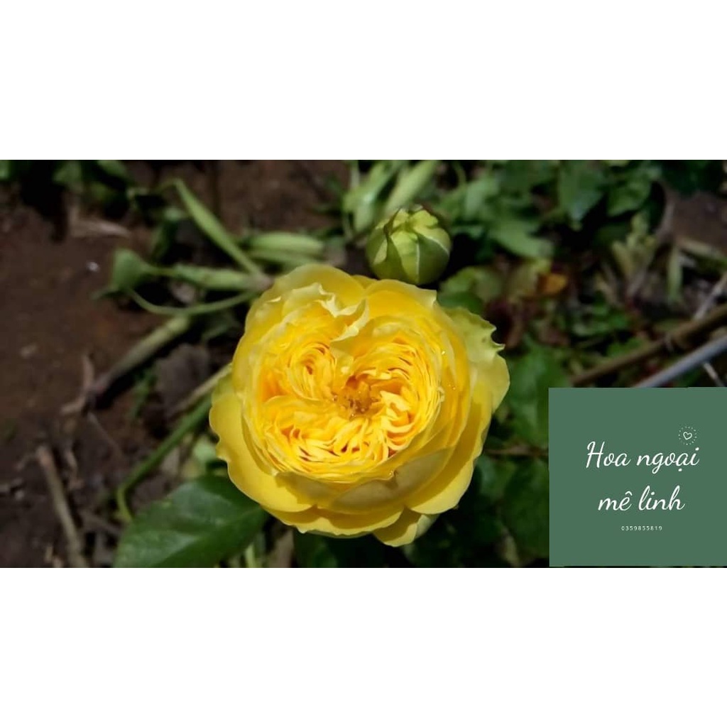 Hoa hồng Catalina rose màu vàng chanh tuyệt đẹp-Hoangoaimelinh