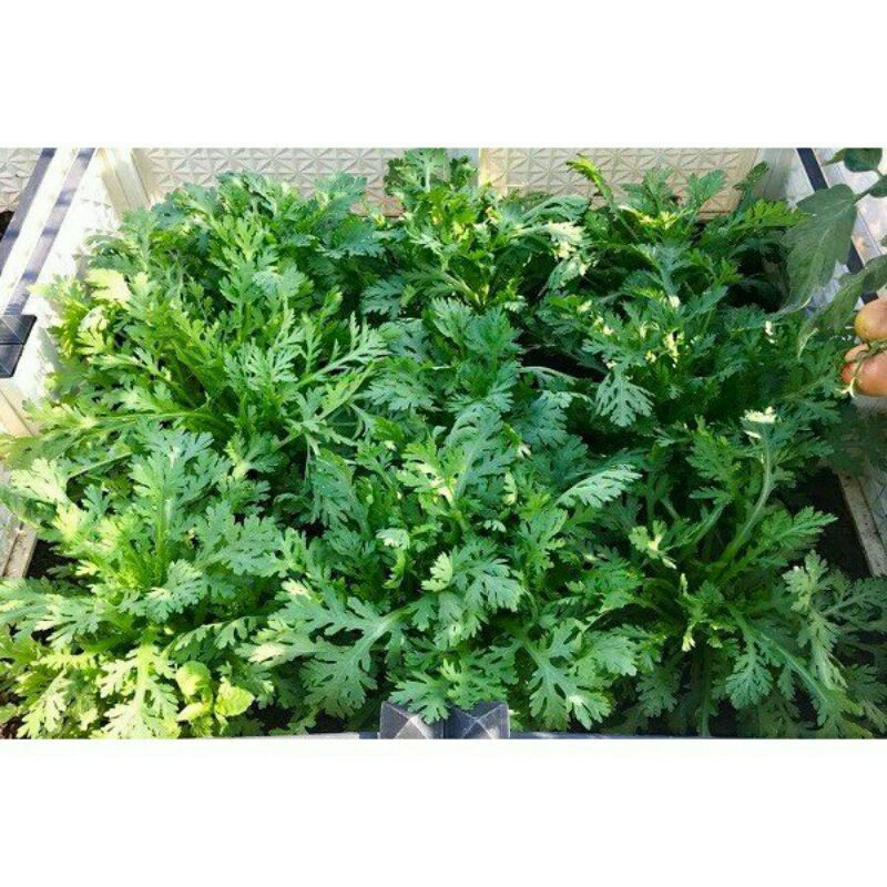 700h hạt giống rau tần ô , dể trồng nãy mầm cao 95%