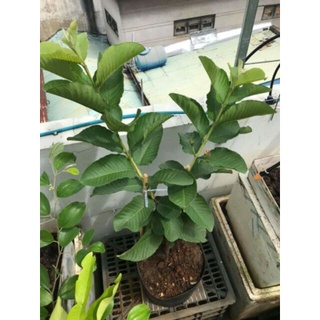 Cây Giống Ổi Lê Ruột Đỏ (cây ghép siêu sớm chuẩn giống )