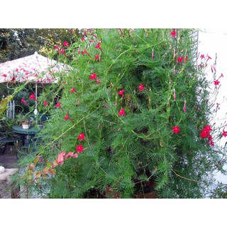 Gói 100 hạt giống tóc tiên leo nhiều màu - Hoa 5 cánh sao