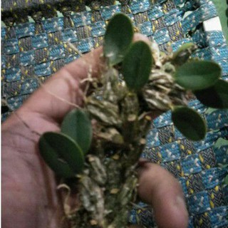 Lan mini vảy rắn tặng