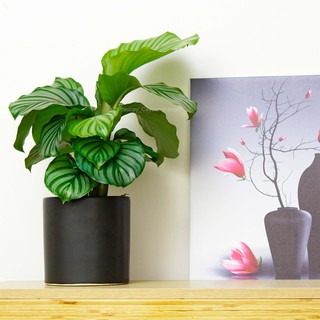 Cây Đuôi công táo xanh mang tài lộc đến cho gia chủ để bàn & trang trí nội thất - Ảnh thật