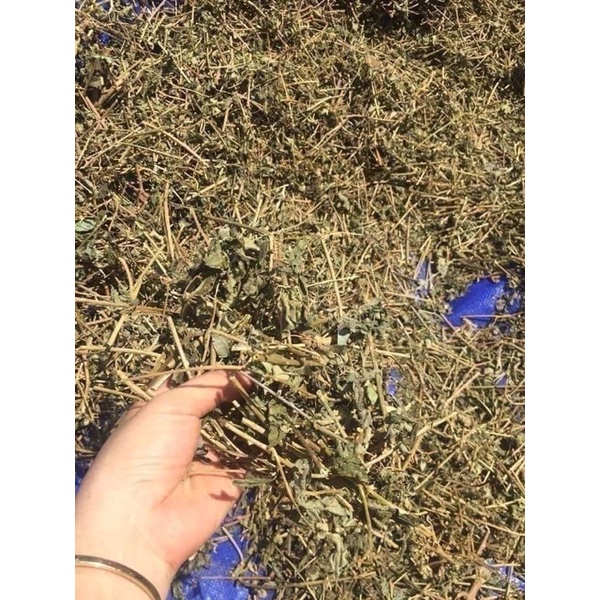 1KG CÀ GAI LEO SẤY KHÔ (loại 1 ) tốt cho gan