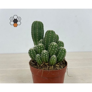 CÂY XƯƠNG RỒNG ECHINO