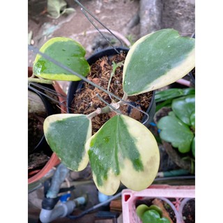 Cây lá tim cực đẹp( cẩm cù tim var)